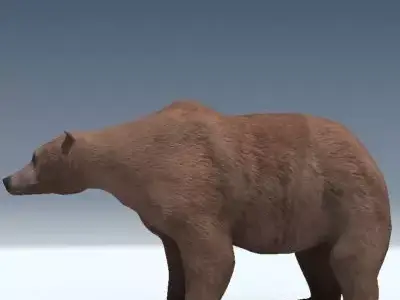 Grizzly Bear 3D model