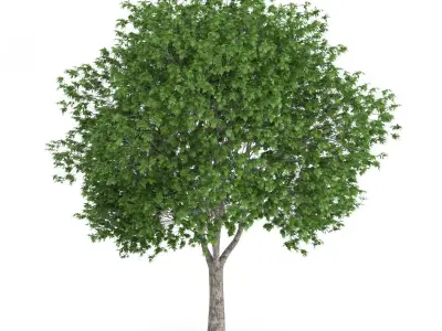London Plane Tree Platanus acerifolia 3D model