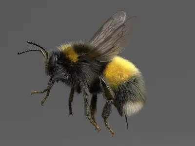  Bumblebee White-tailed Rigged 