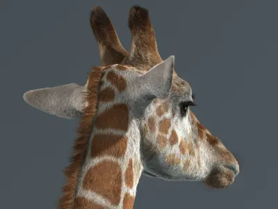  Giraffe Fur Rigged 
