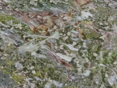 3 Surface of Stone Moss set  3D model