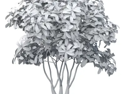 Outdoor garden plant tree Shrub 3D model