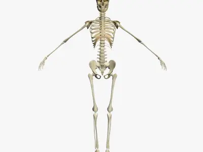 Male and Female Human Skeleton Anatomy 3D model