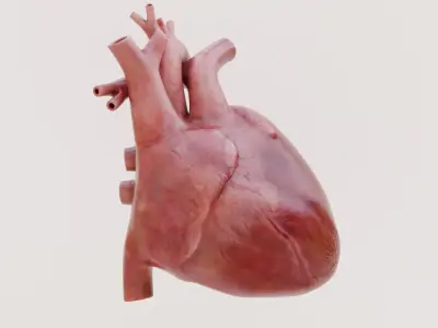  Human Heart 