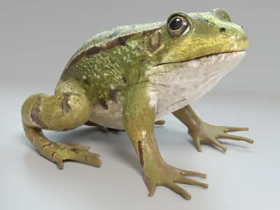  Frog Animated 