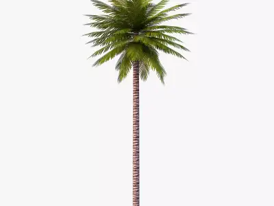 Date Palm 01 Game Ready Low-poly 3D model