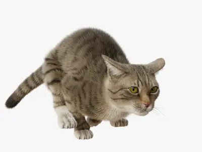  Cat Gray Tabby Rigged Animated 