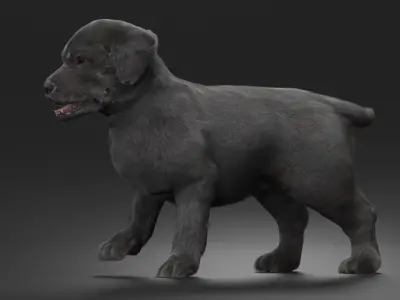  Labrador Puppy Leisurely Walk Fur Animated Rigged 