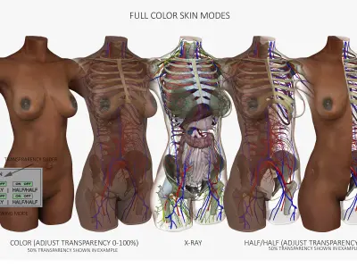 Detailed African American Female Torso Medical Edition 3D model