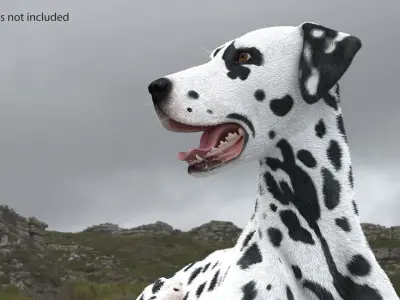  Dalmatian Dog Fur Rigged 