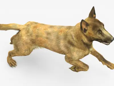  Dutch Herding Dog in Run Pose Gold Brindle Fur 