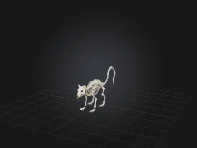 Realistic Squirrel Skeleton Model Low-poly 3D model