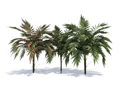 Mafoniaconfusa three palm trees 3D model
