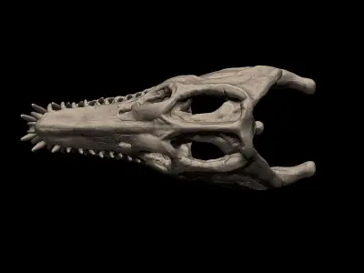 Elasmosaurus Skull 3D print model
