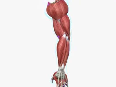 Arm Muscle Anatomy Medical Edition 3D model