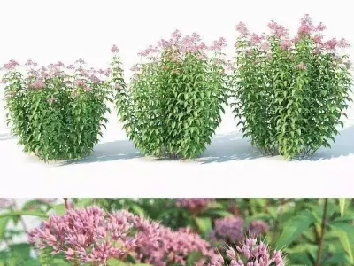 Eupatorium purpureum Nr2 - Three sizes H160-240cm 3D model