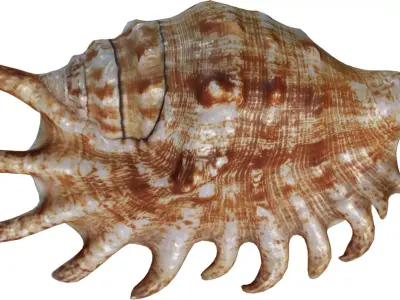 Spiky Conch Seashell Low-poly 3D model