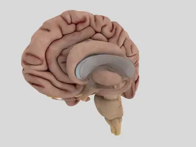  Human Brain Anatomy 