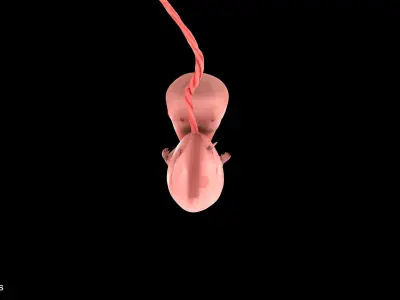 6 Weeks Human Fetus Low-poly 3D model
