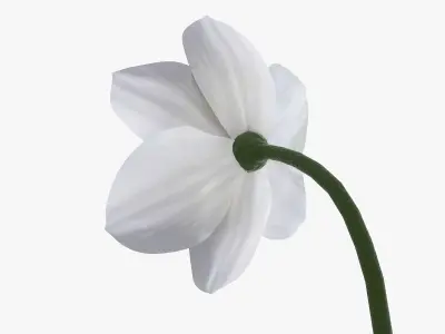 artificial flower petal da1 3D model