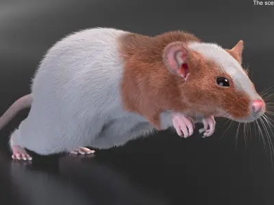  Running Rat Fur Animated Rigged 