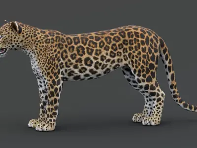  Leopard 3D Model 