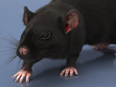  Fancy Rat Rigged Fur 