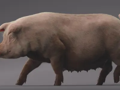  Pig (Animated) 