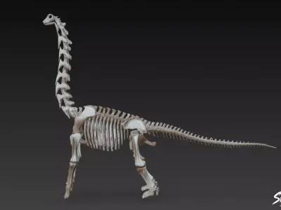 Brachiosaurus fossil   Low-poly 3D model