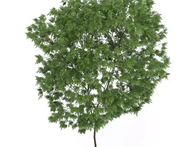 Elderberry Tree Sambucus nigra 3D model