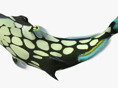  Coral Fish Rigged for Maya Collection 3 