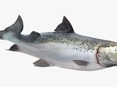  Animated Swims Atlantic Salmon Fish Rigged for Cinema 4D 