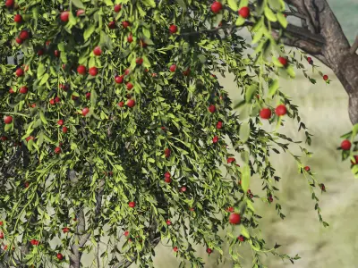 2 Cotoneaster Salicifolius  plant  3D model