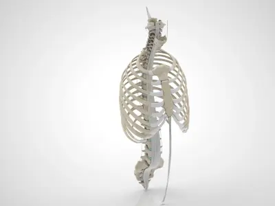 Human Trunk with Ligaments 3D model