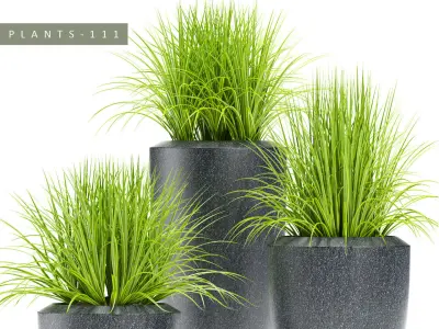 GRASS plant 111 3D model