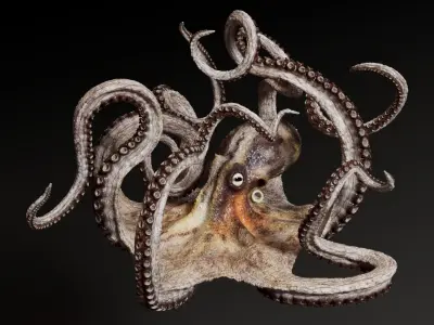  Octopus Multicolor Rigged Animated 