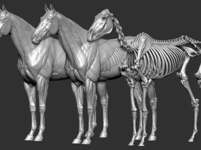  Horse Anatomy Eqine Ecorche 