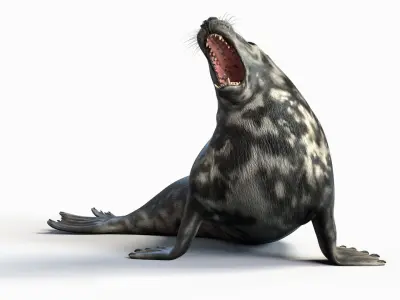  Grey Seal Animated 
