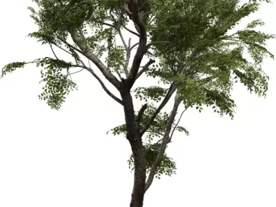 Realistic High-Poly Tree Model Low-poly 3D model