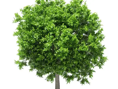 Avocado Tree 3D model