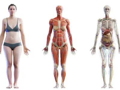  Rigged Human Female Anatomy Set 