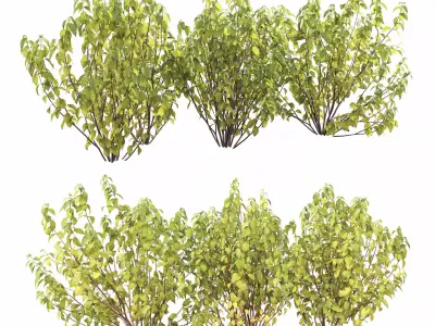 Cornus Flaviramea 01 3D model