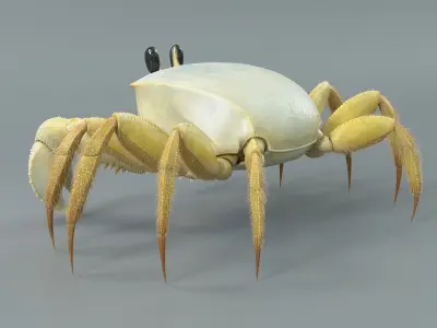  Ghost Crab 