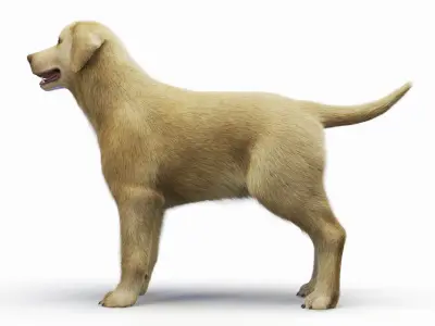  Full Dog Male Anatomy Static - Hair and Fur 