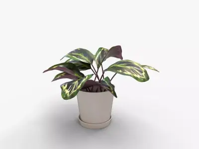 Calathea Medallion Stone 3D model