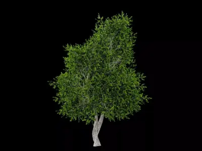 Realistic Tree Low-poly 3D model