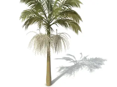 XfrogPlants Alexandra Palm 3D model