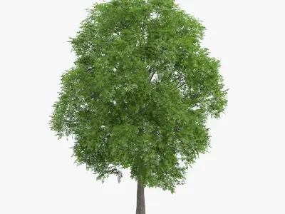  5 Horse Chestnut Trees 