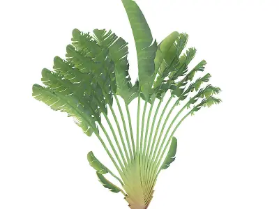 Crane Flower Plant 3D model