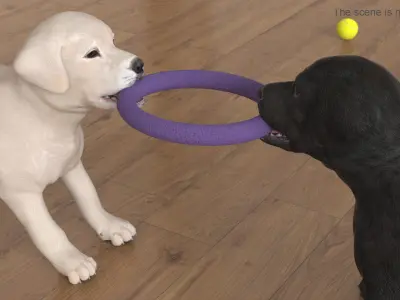 Labrador Puppies Playing with Dog Toy 